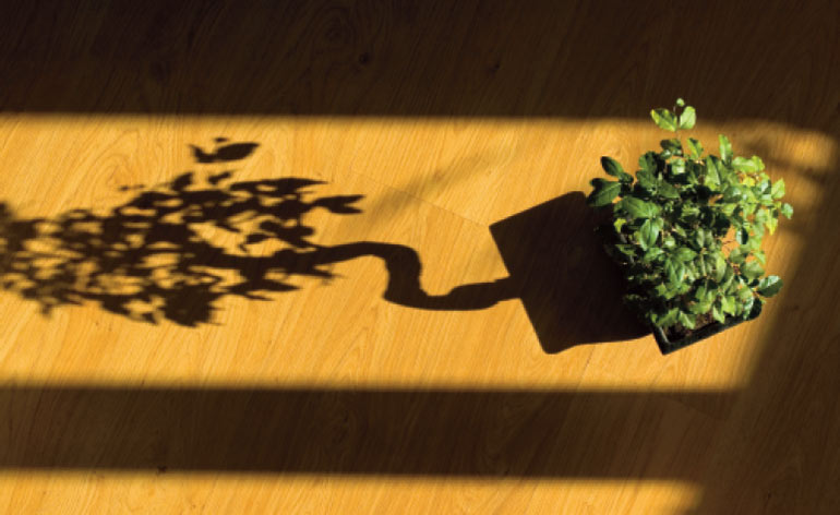 The Art of Bonsai Symbolizes Our Approach to Legacy